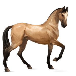 koń wierzchowy quarter horse ciemnogniada
