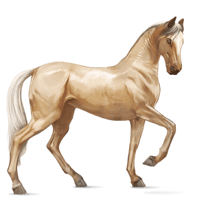 koń wierzchowy quarter horse cremello