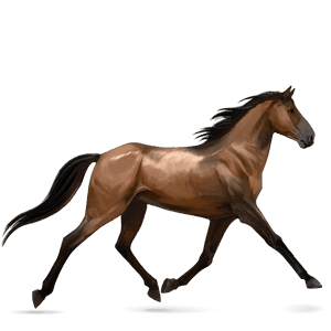koń wierzchowy quarter horse skarogniada