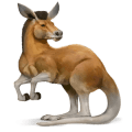 koń z dzikiej kolekcji kangur
