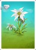 http://www.howrse.pl/media/equideo/image/concours/cards/travel/travel-montagne-edelweiss.png?1819265302