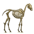 koń wierzchowy szkielet