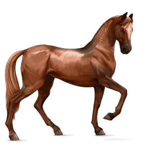koń wierzchowy angloarab shagya ciemnogniada