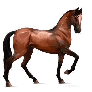 koń wierzchowy koń berberyjski skarogniada