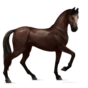 koń wierzchowy koń achał-tekiński ciemnokasztanowata