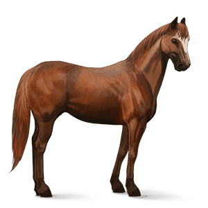 koń wierzchowy quarter horse kara