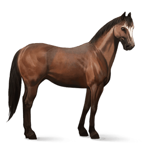 koń wierzchowy holenderski koń gorącokrwisty ciemnogniada
