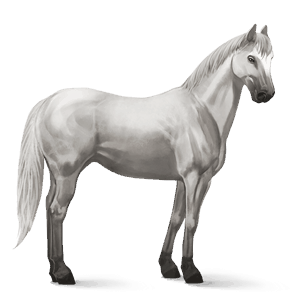 koń wierzchowy koń luzytański jasnosiwa