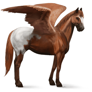 pegaz wierzchowy appaloosa kasztanowata derka