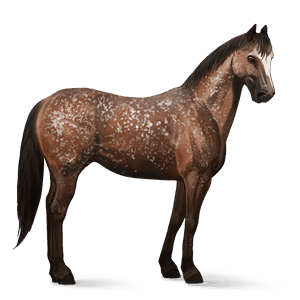 koń wierzchowy appaloosa kasztanowata płatki śniegu