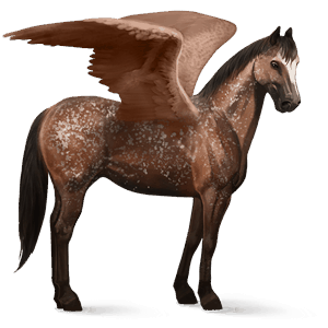 pegaz wierzchowy appaloosa ciemnogniada płatki śniegu