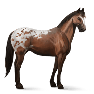 koń wierzchowy tennessee walker bułana