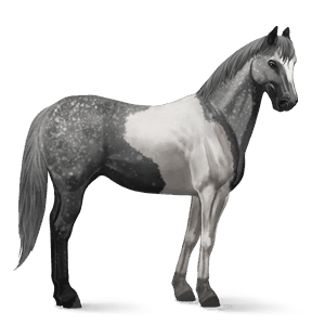 koń wierzchowy quarter horse bułana