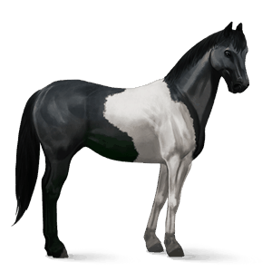 koń wierzchowy mustang gniada