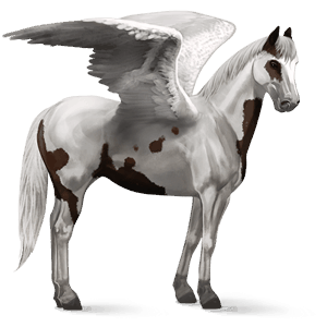 pegaz wierzchowy mustang ciemnogniada