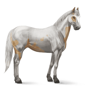 koń wierzchowy koń berberyjski siwa w hreczce