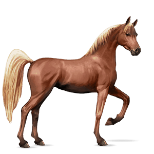 koń wierzchowy koń luzytański ciemnogniada