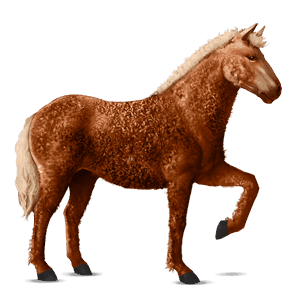 koń wierzchowy quarter horse ciemnokasztanowata