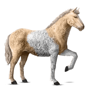 koń wierzchowy appaloosa bułana derka