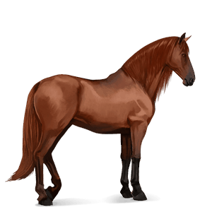koń wierzchowy koń luzytański ciemnogniada
