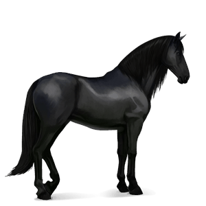 koń wierzchowy koń islandzki ciemnogniada