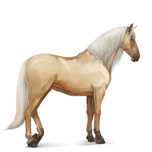 koń wierzchowy koń luzytański izabelowata
