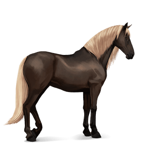 koń wierzchowy koń hanowerski ciemnokasztanowata