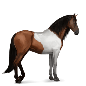 koń wierzchowy mustang dereszowata