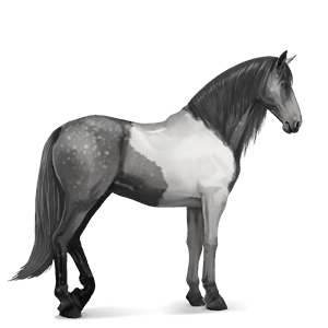 koń wierzchowy koń andaluzyjski siwa jabłkowita