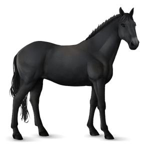 koń wierzchowy quarter horse ciemnogniada