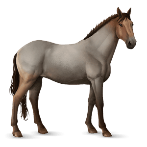 koń wierzchowy quarter horse dereszowata