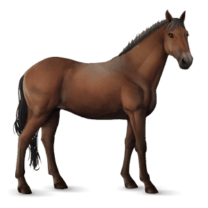 koń wierzchowy tennessee walker ciemnogniada