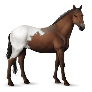 koń wierzchowy mustang gniada