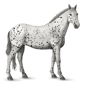 koń wierzchowy koń hanowerski ciemnokasztanowata