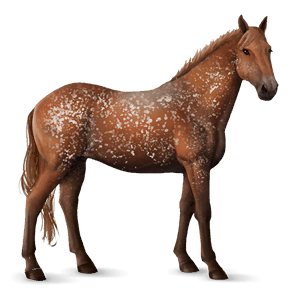 koń wierzchowy koń achał-tekiński kasztanowata