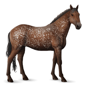 koń wierzchowy tennessee walker ciemnogniada