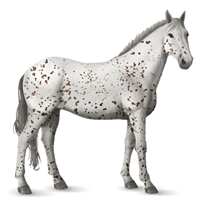 koń wierzchowy appaloosa kasztanowata derka z plamkami