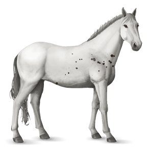 koń wierzchowy appaloosa bułana derka z plamkami
