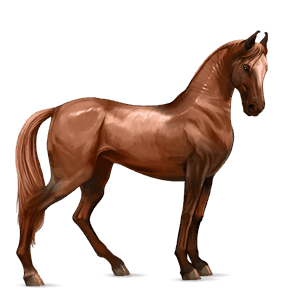 koń wierzchowy koń islandzki kasztanowata