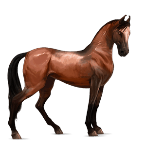 koń wierzchowy tennessee walker gniada
