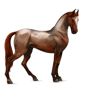 koń wierzchowy angloarab shagya jasnosiwa