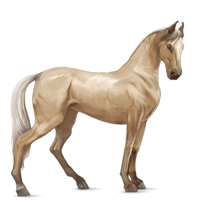 koń wierzchowy quarter horse siwa jabłkowita