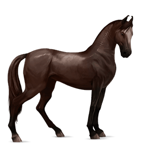 koń wierzchowy tennessee walker skarogniada