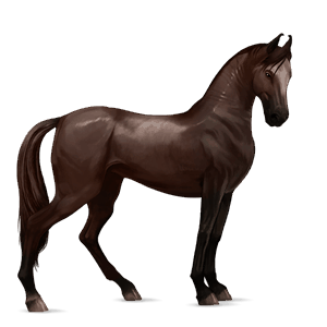koń wierzchowy koń luzytański ciemnokasztanowata