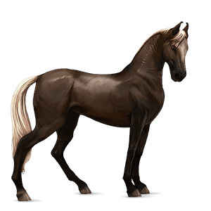 koń wierzchowy mustang jasnokasztanowata