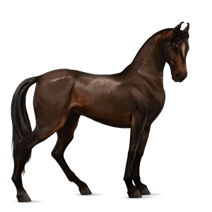 koń wierzchowy koń andaluzyjski skarogniada