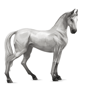 koń wierzchowy koń luzytański jasnosiwa