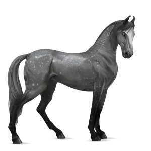 koń wierzchowy koń luzytański siwa jabłkowita