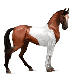 koń wierzchowy tennessee walker kasztanowata
