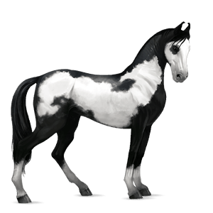 koń wierzchowy mustang dereszowata